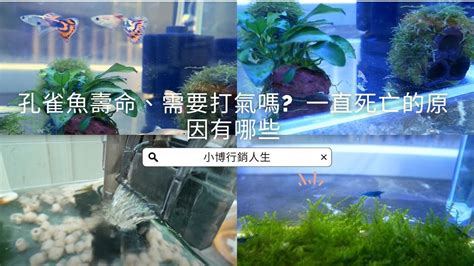 魚死掉要撈起來嗎|11個導致孔雀魚死亡的原因(如何預防)